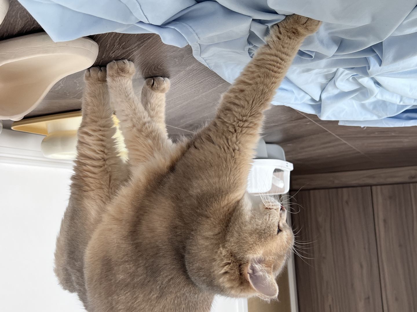 眼酱大魔王w  NO.65 23年3月 fantia合集