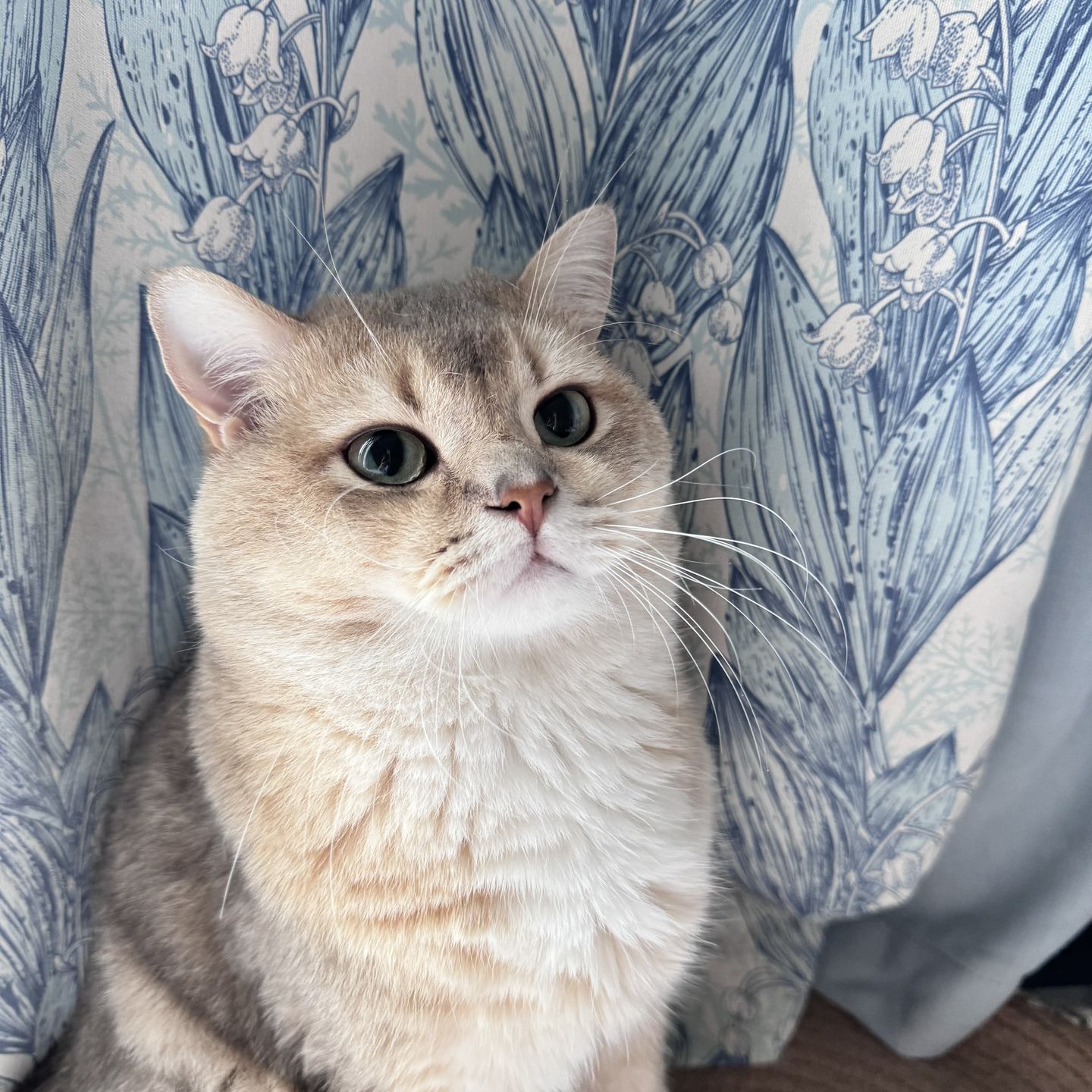 眼酱大魔王w  NO.73 Fantia 2024年06月合集